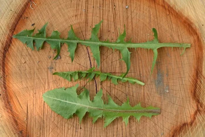 Taraxacum officinale - Photo 4 sur 4