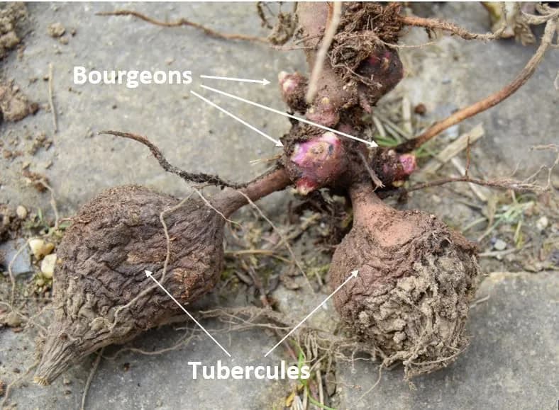 Polymnia edulis - Photo 3 sur 8