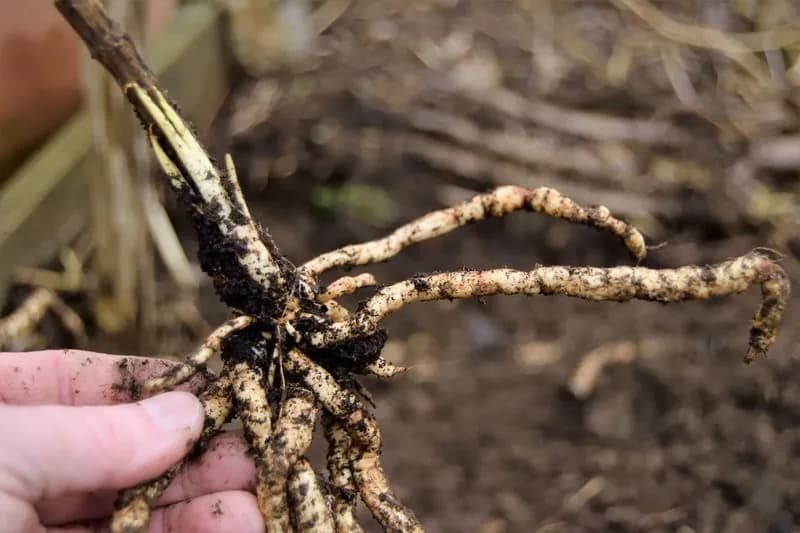 Sium sisarum - Photo 3 sur 14