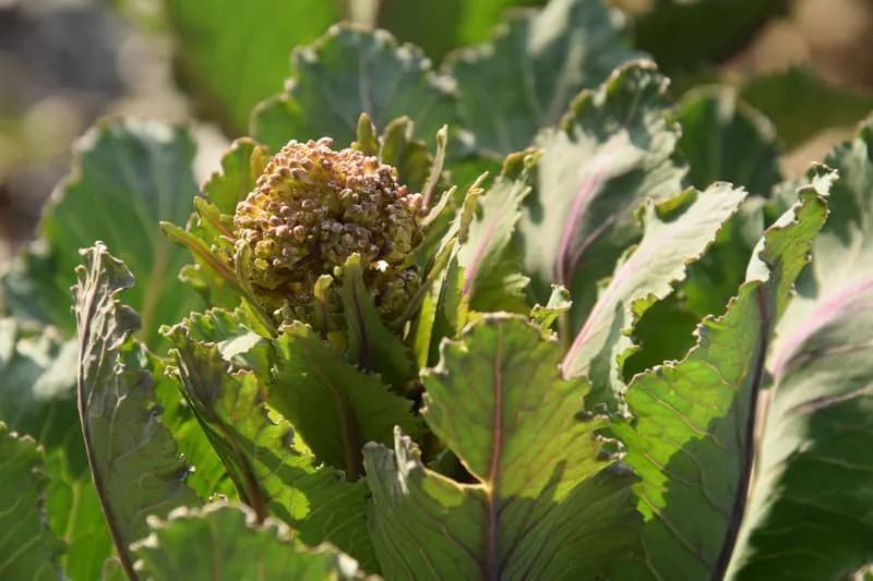 Brassica oleracea botrytis aparagoides - Photo 4 sur 6