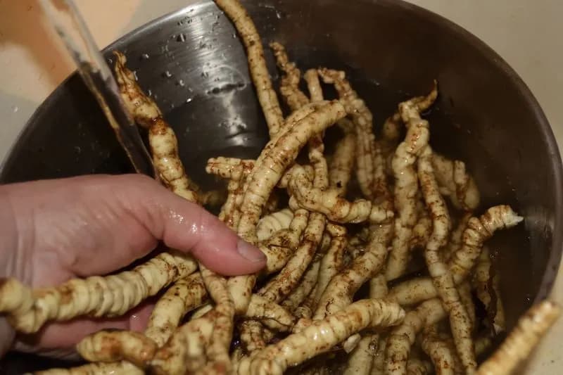 Sium sisarum - Photo 10 sur 14