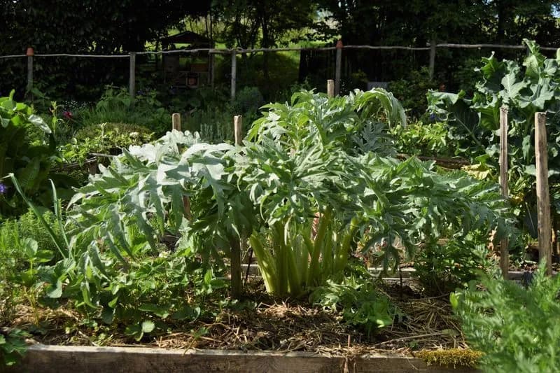 Cynara cardunculus - Photo 10 sur 12