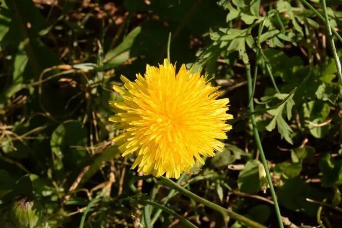 Taraxacum officinale - Photo 3 sur 4