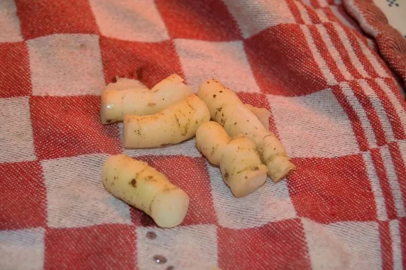 Sium sisarum - Photo 7 sur 14