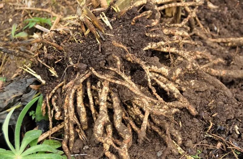 Sium sisarum - Photo 14 sur 14