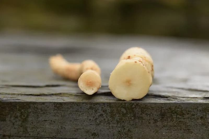 Sium sisarum - Photo 4 sur 14