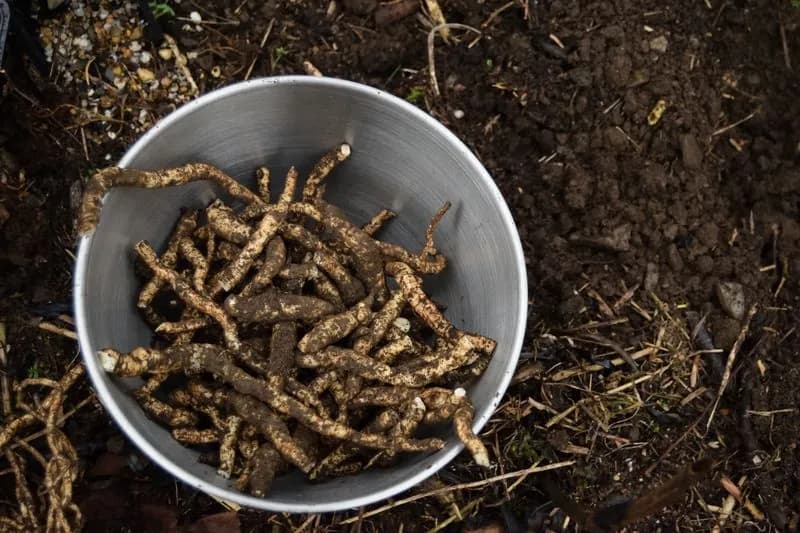 Sium sisarum - Photo 13 sur 14