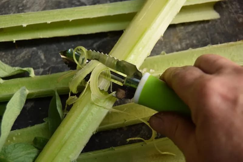 Cynara cardunculus - Photo 4 sur 12