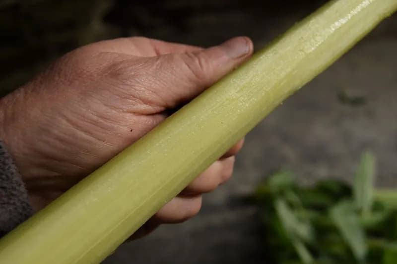 Cynara cardunculus - Photo 5 sur 12