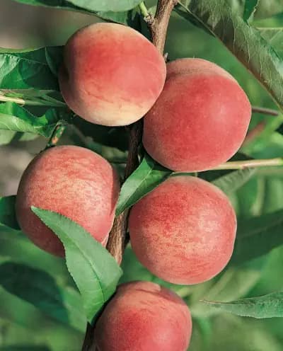 Photo de Pêcher 'Grosse Mignonne' (Prunus persica Pêcher 'Grosse mignonne'), Canopée