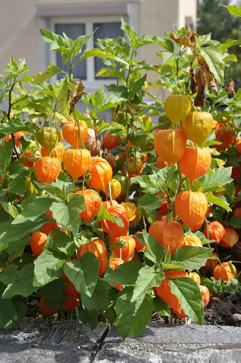 Physalis peruviana - Photo 2 sur 7