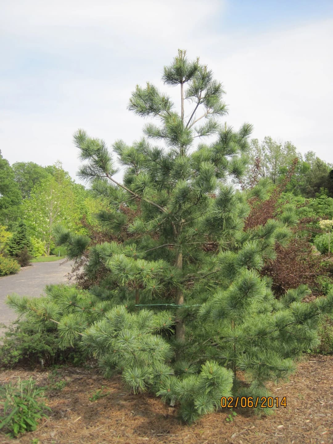 Pinus koraiensis - Photo 4 sur 6