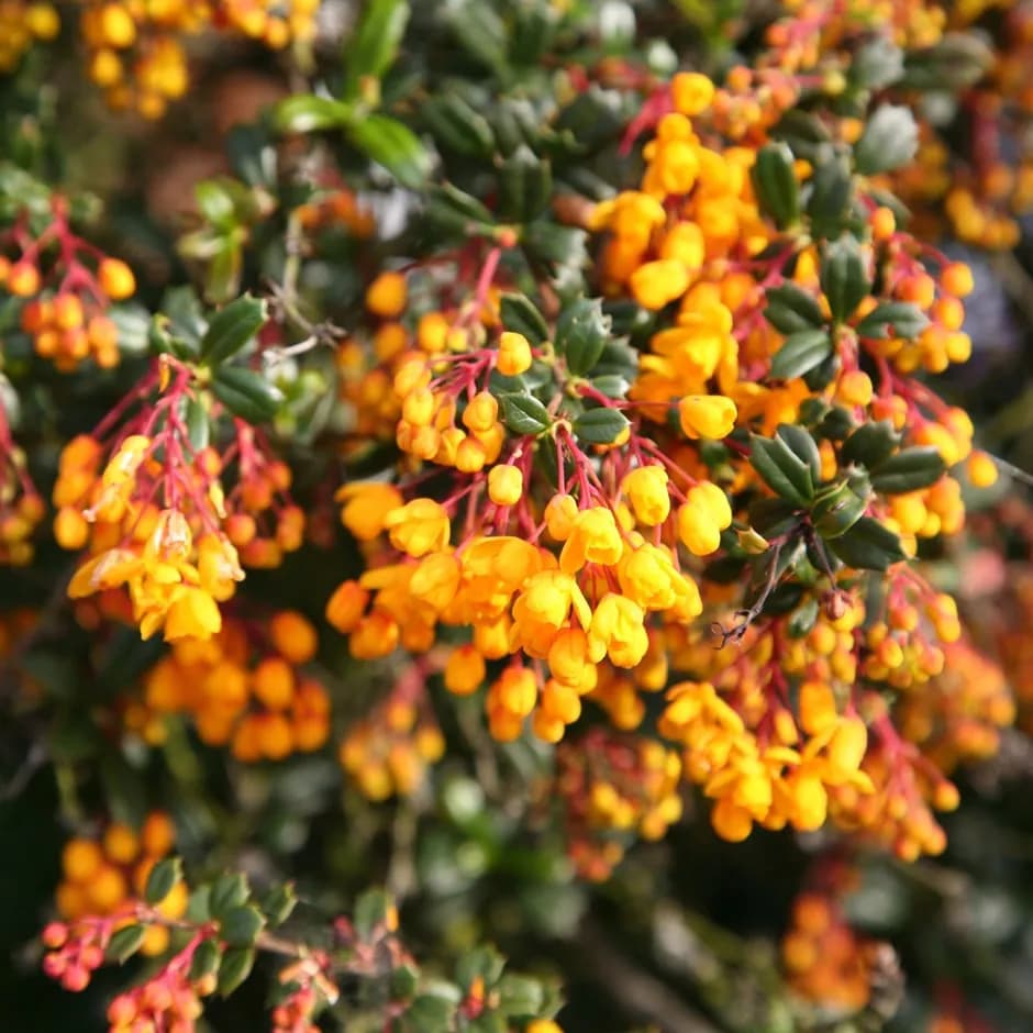 Berberis darwinii - Photo 2 sur 4