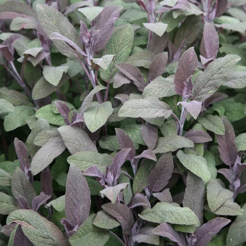 Salvia officinalis - Photo 1 sur 3