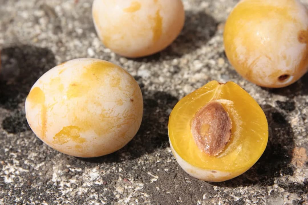 Prunus domestica Prunier Ste Catherine - Photo 2 sur 3