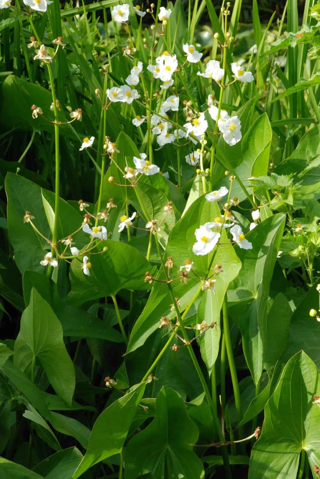 Sagittaria latifolia - Photo 2 sur 2