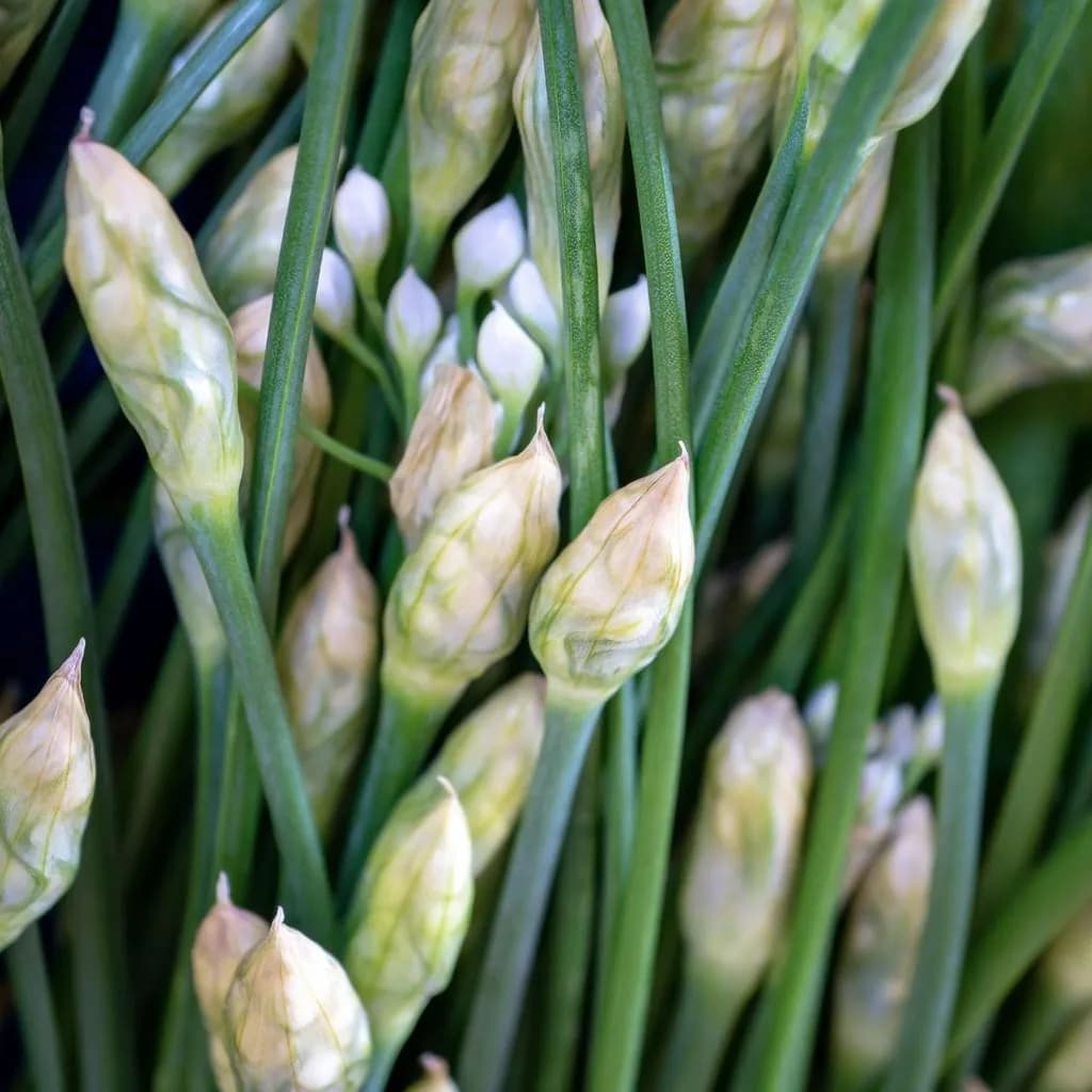 Allium tuberosum - Photo 4 sur 5