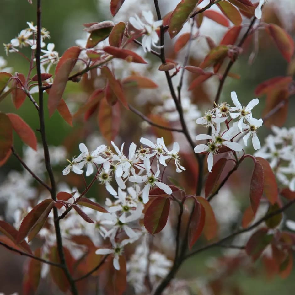 Amelanchier lamarckii - Photo 2 sur 4