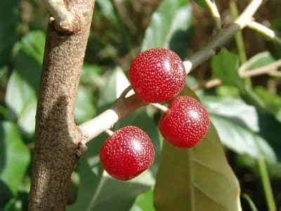 Photo de Goumi du Japon (Elaeagnus multiflora), Petit arbre