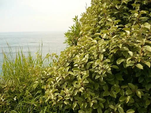 Elaeagnus macrophylla - Photo 3 sur 3