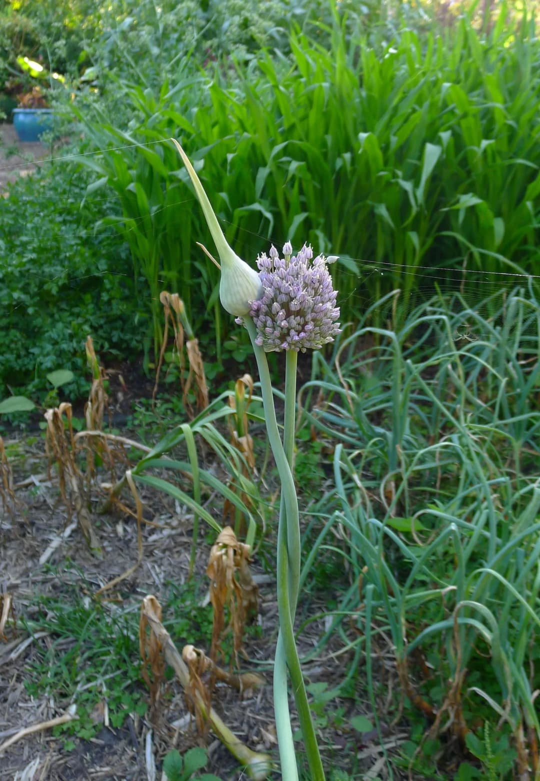 Allium ampeloprasum - Photo 2 sur 3