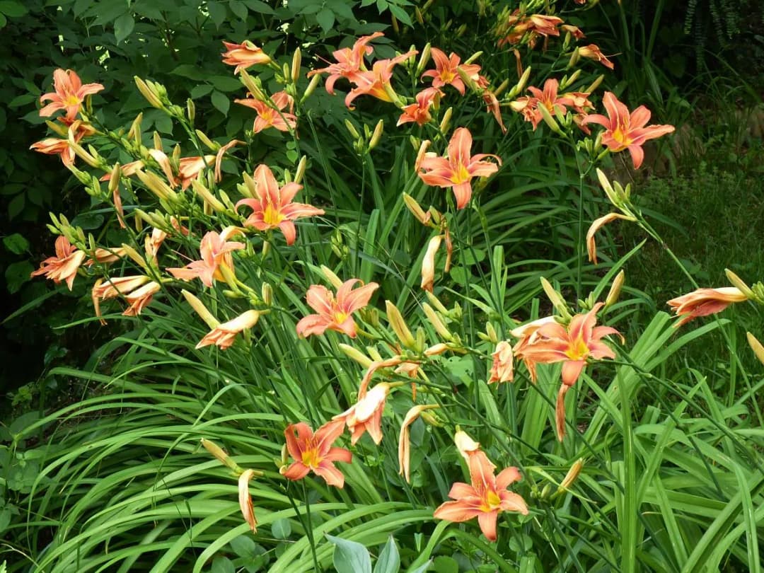 Hemerocallis fulva - Photo 4 sur 4