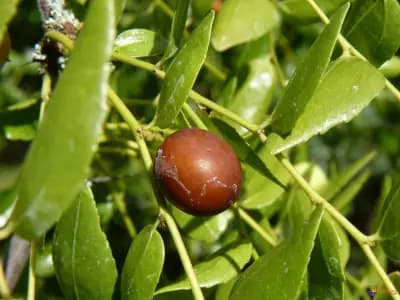 Photo de Jujubier (Ziziphus jujuba), Canopée