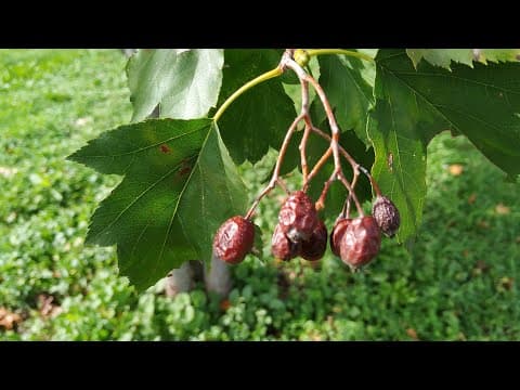 Sorbus torminalis - Video 1