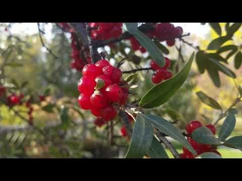 Shepherdia - Video 1