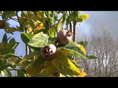 Mespilus germanica - Video 1