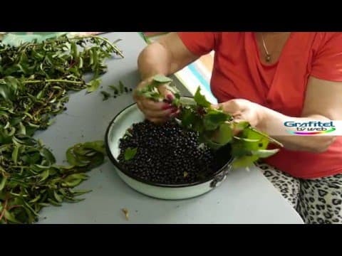 Aristotelia chilensis - Video 1