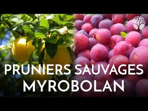 Prunus domestica Prunier Ste Catherine - Video 1