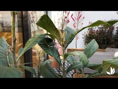 Eriobotrya japonica - Video 1