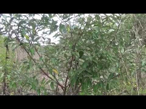 Elaeagnus macrophylla - Video 1