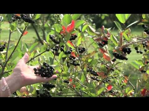 Aronia melanocarpa - Video 1