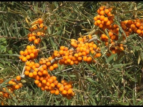 Hippophae rhamnoides - Video 1