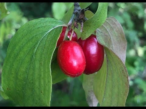 Cornus kousa angustata - Video 1