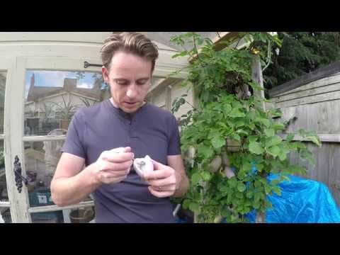 Akebia quinata - Video 1