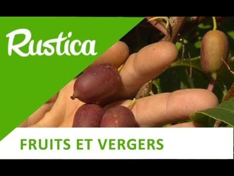 Actinidia arguta - Video 1