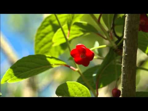Schisandra rubriflora - Video 1