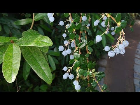 Berberis darwinii - Video 1