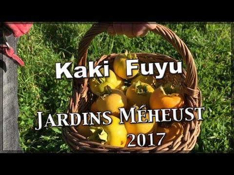 Diospyros kaki - Video 1