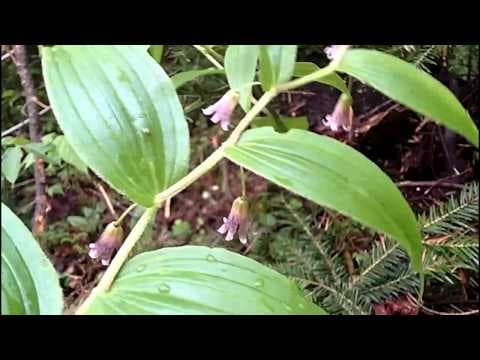 Streptopus roseus - Video 1